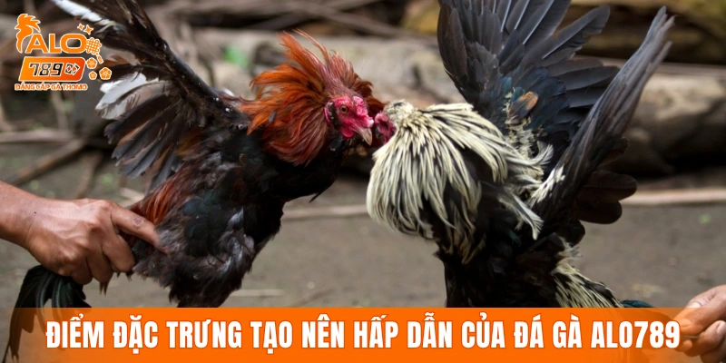 Các điểm đặc trưng tạo nên sức hấp dẫn của đá gà ALO789