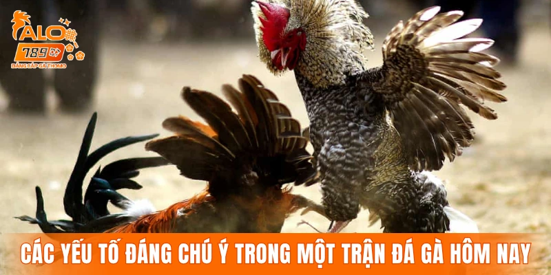 Các yếu tố đáng chú ý trong một trận đá gà hôm nay