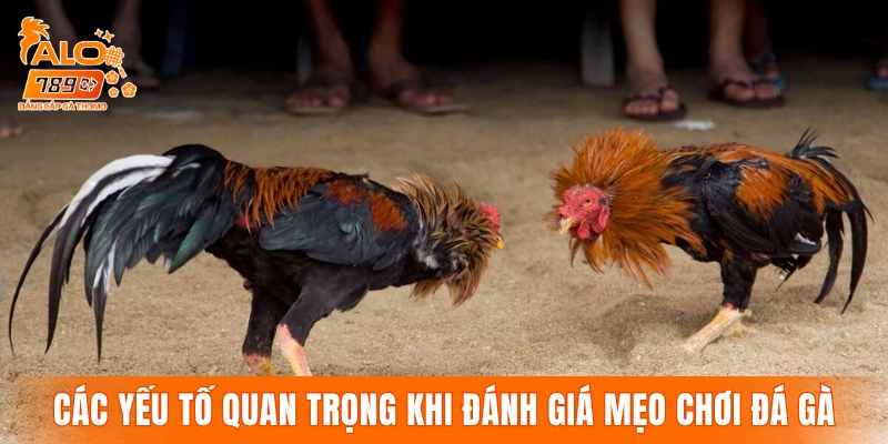 Các yếu tố quan trọng khi đánh giá mẹo chơi đá gà
