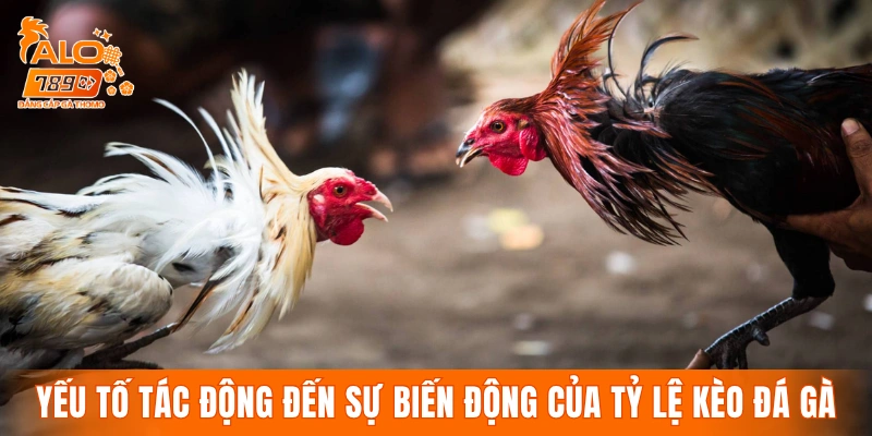 Các yếu tố tác động đến sự biến động của tỷ lệ kèo đá gà