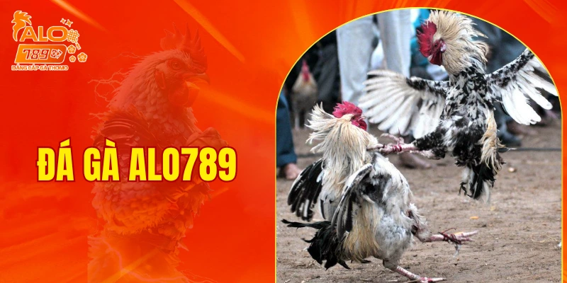 Đá Gà ALO789