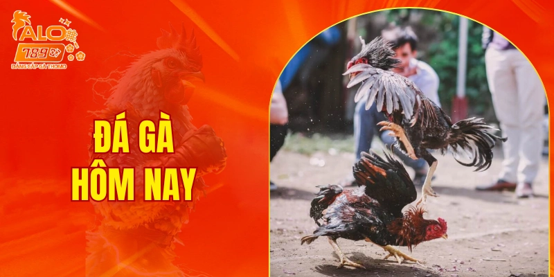 đá gà hôm nay