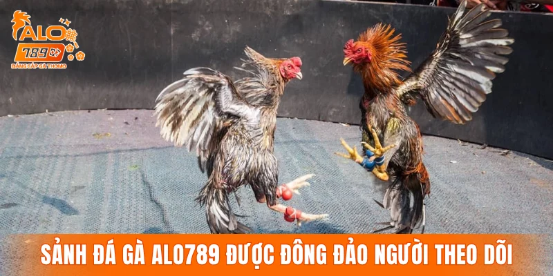Khám phá sảnh đá gà ALO789 được đông đảo người theo dõi