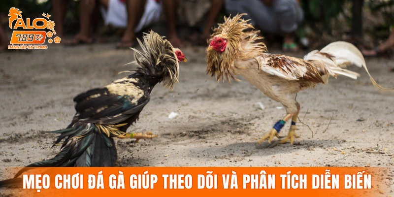 Mẹo chơi đá gà giúp theo dõi và phân tích diễn biến