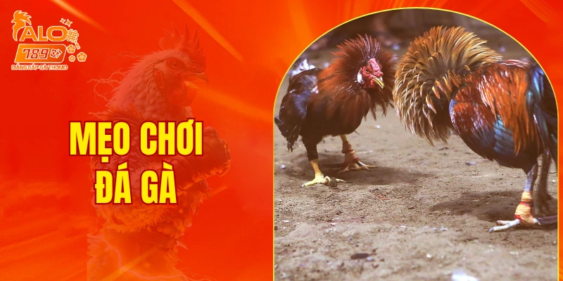 mẹo chơi đá gà
