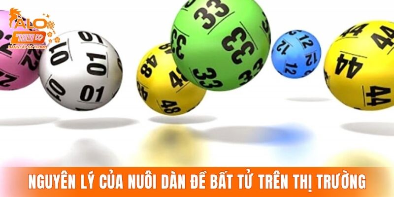Nguyên lý của nuôi dàn đề bất tử trên thị trường