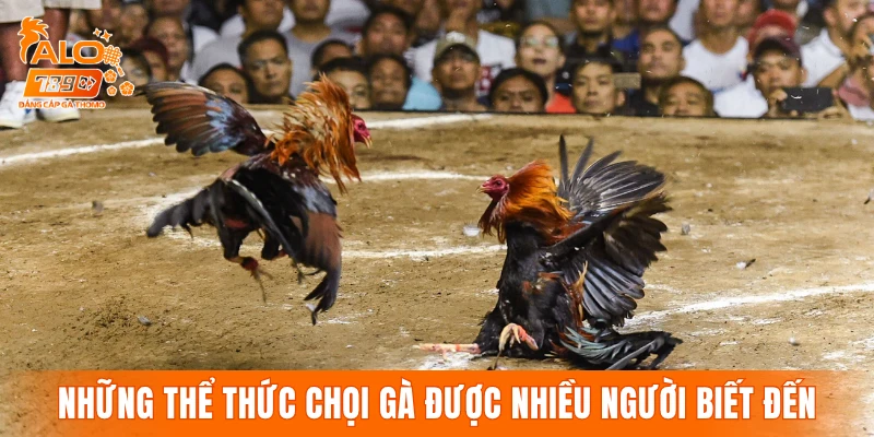 Những thể thức chọi gà quen thuộc được nhiều người biết đến