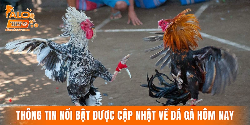 Những thông tin nổi bật được cập nhật về đá gà hôm nay