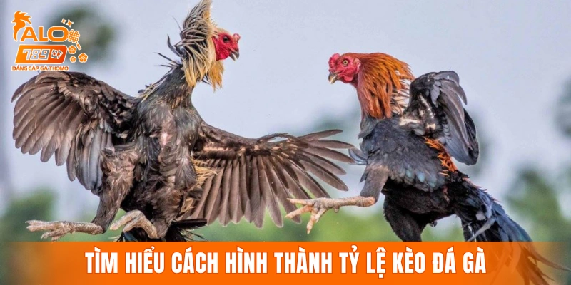Tìm hiểu cách hình thành tỷ lệ kèo đá gà