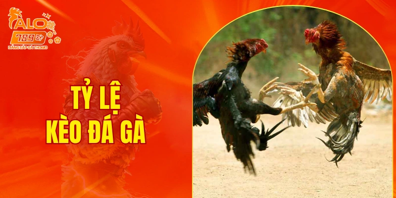 Tỷ lệ kèo đá gà