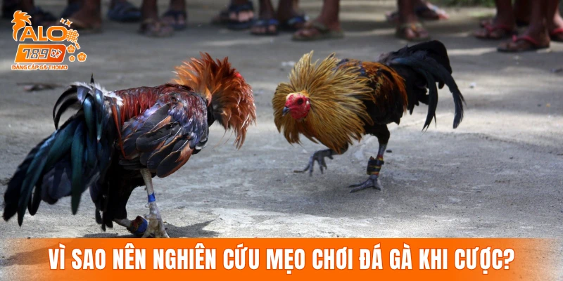 Vì sao nên nghiên cứu mẹo chơi đá gà trước khi đặt cược?